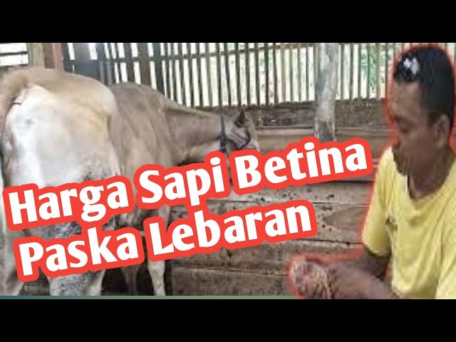 Info Terkini Harga Sapi Betina Paska Lebaran