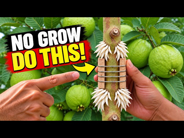🍐99% People Don't Know This Guava Air Layering Trick! Amazing Root Growth