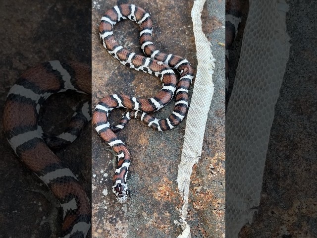 Insane Day of Herping in North Georgia! Copperheads, Milksnakes, and More