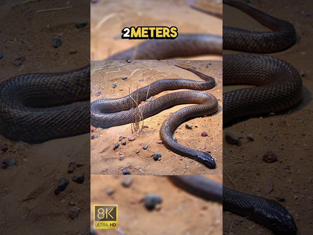 SNAKES!