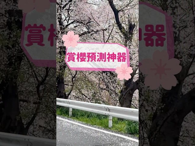🌸2026 追櫻必備神器！日本人都在用！超準的賞櫻預測