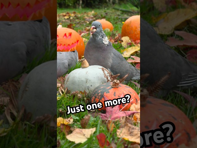 Pigeon’s eyes are bigger than its belly #birds #pumpkin #cattv