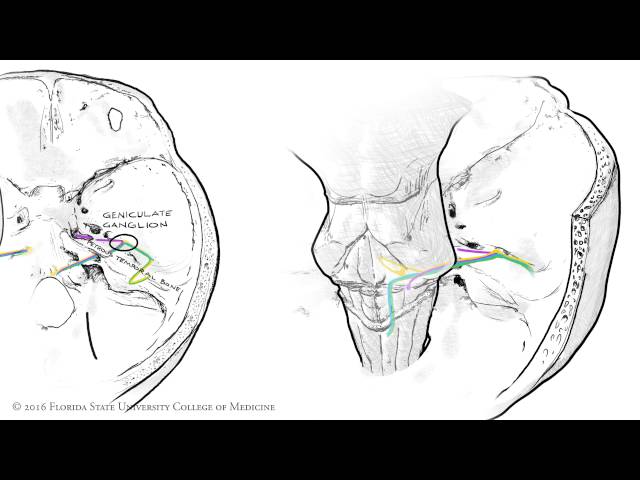 The Facial Nerve (CNVII): Animated Review