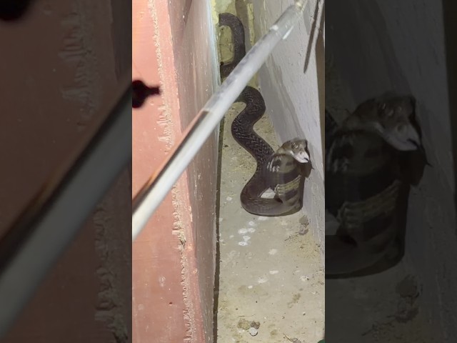 night rescue 🫶🫰🐍🙏