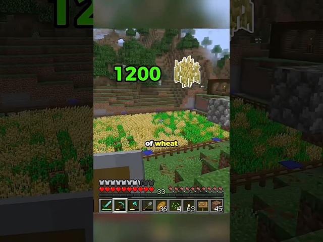 1200 pieces of wheat in Minecraft for 1200 subs #minecraft