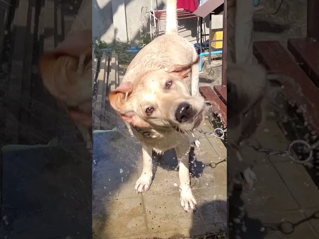 MooMooBath
