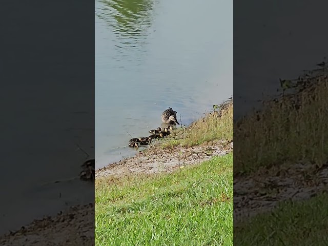 Mommy Duck and Ducklings
