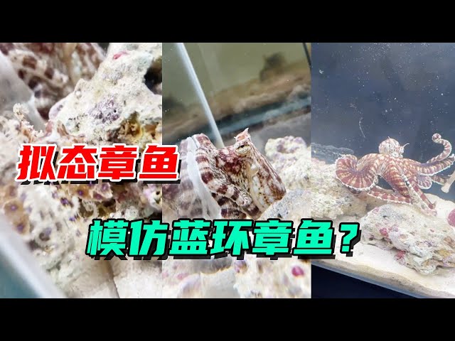 The mimetic nature of the mimic octopus has finally kicked in. 【Der's pushy Wang Xiaoguai】
