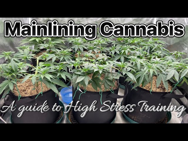 How To Mainline Cannabis - A Guide to High Stress Training