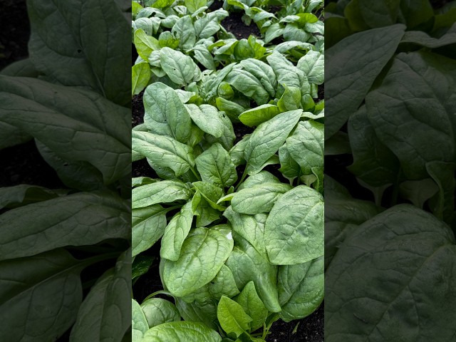 Spinach abundance in October from August sowing
