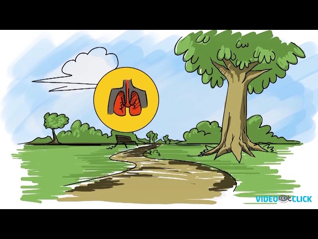 Software Explainer Video | Whiteboard Animation | My Indicators