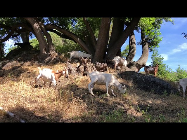 Goats Grazing at Berkeley Lab