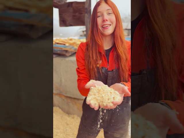 The joys of kiln dried shavings!