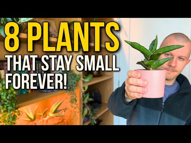 8 Plants That Will Stay Small Forever!