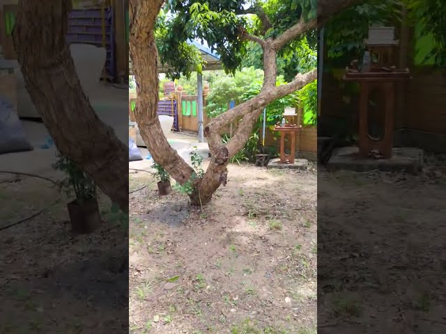 Incredible $75/mo Rental Garden & Fish Tank Tour in Thailand! 🐠