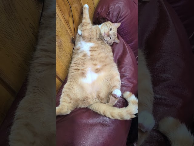 😺😸😹