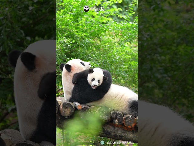 Mom Can’t Resist Her Tiny Panda Baby | iPanda #shorts