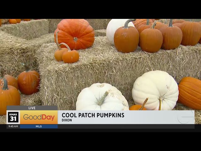 Cool Patch Pumpkins, 9am