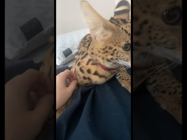 Big Cartoon Cat #shorts