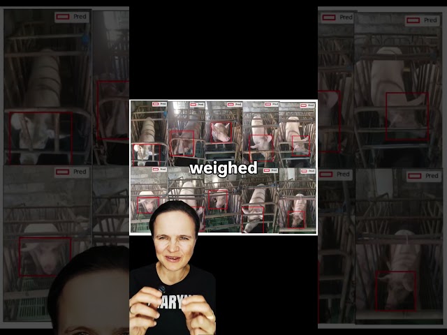 AI for pigs weight