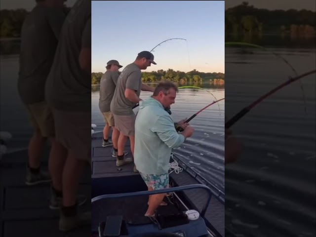 HUGE ALLIGATOR CAPTURED! 2/20 #viral #short #youtubeshorts #shorts #viralvideo #youtube #shortvideo