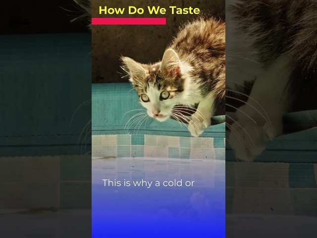 The Science of Taste: How Our Taste Buds Decode Food Flavors | #shorts