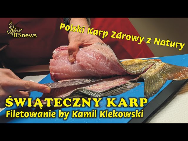 Christmas Carp. Carp Filleting by Kamil Klekowski. Naturally Healthy Polish Carp.