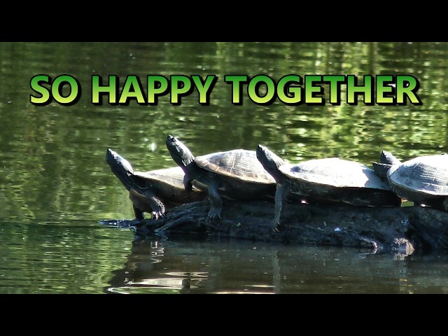 These Turtles Are Clearly Happy Together 🐢  Funny Happy Together Parody