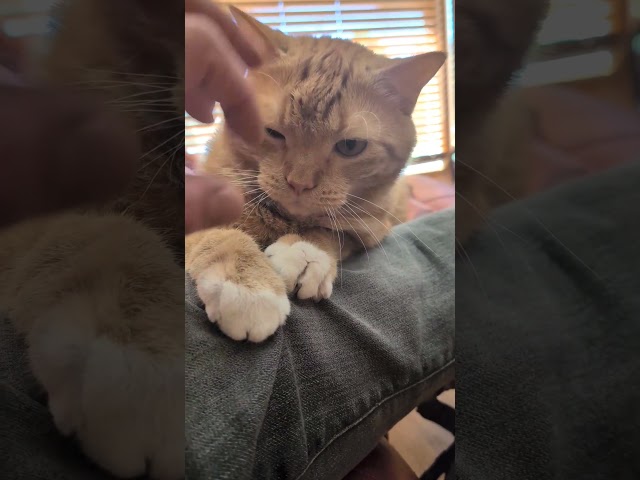 у него всё в порядке 😺