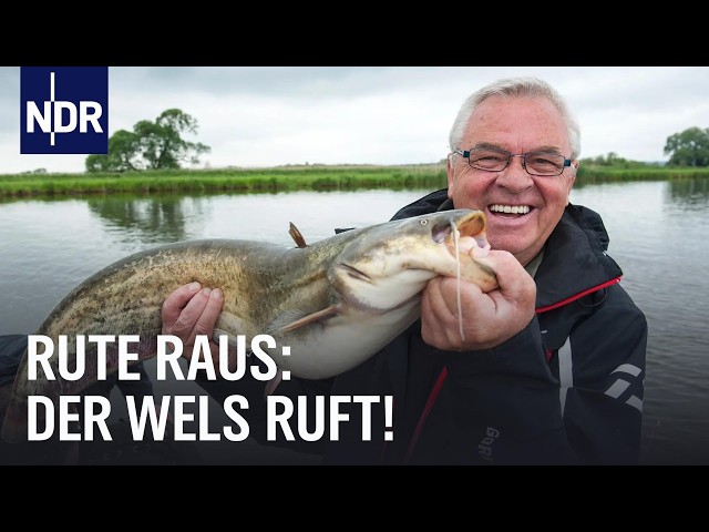 Monster der Oder: Auf Welsjagd mit Heinz und Horst | Rute raus Classics 12.07.2014 | NDR Doku