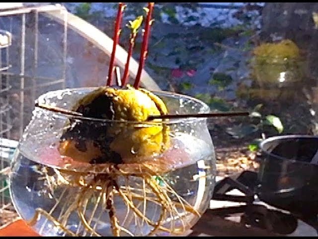 Grow Avocado Plants and Trees From Seed - Growers Technique Video