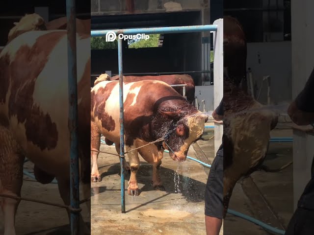 ​Spa Day for the Big Boss! 🐮💦 Mandiin Sapi Biar Ganteng