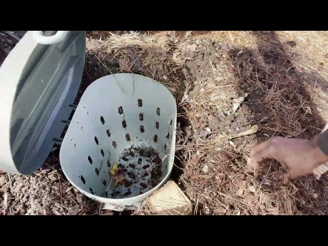 Vermiculture Experiment