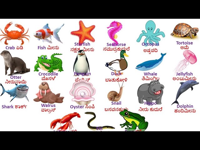 Water and aquatic animals are named in English and Kannada//Water Animals//ನೀರು ಮತ್ತು ಜಲಚರಗಳ ಹೆಸರು