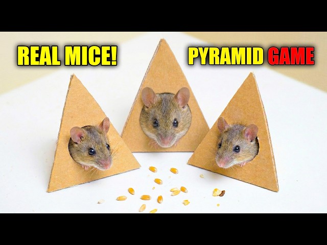 CAT TV 🐁 REAL Mouse for Cats to Watch ▲ Pyramid Cat GAMES for Cats to Watch