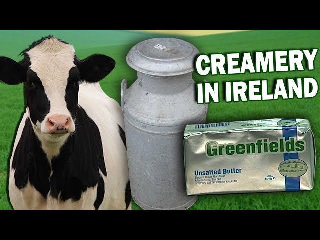 From the Cow to the Creamery (Milk & Butter Making in Ireland)