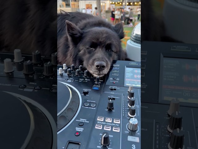 Turns out EDM can help relieve stress in dogs.#chillmusic #housemusic #edm #music #tropicalhouse
