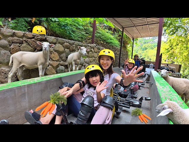Playing with Toy Cars and Feeding Merino Sheep at Tubing Kopi