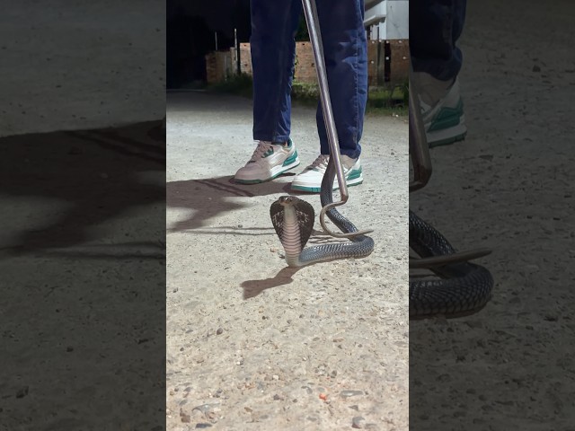 Night rescue of an Indian spectacled cobra 🐍