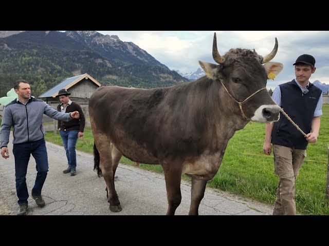 Ochsenrennen Wallgau - Hacklhof in Wallgau [Folge 2]