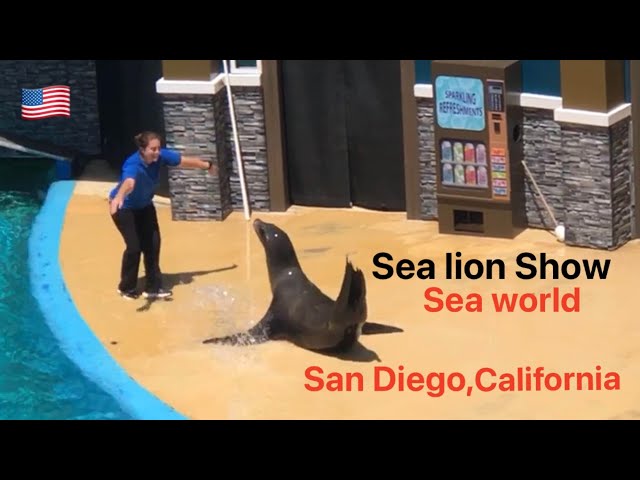 Sea lion show in Sea World @ San Diego, California 🇺🇸.