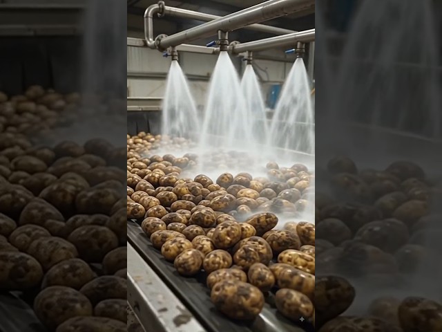 Inside a Modern French Fries Factory 🍟 | From Fresh Potatoes to Frozen Fries#shorts