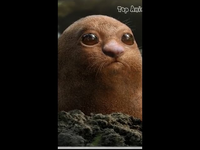 Cutest Diglett Pokemon in Real Life #shorts