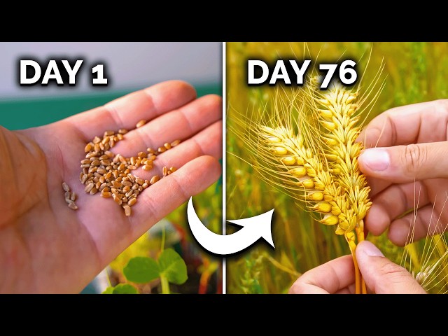 How to Grow Wheat (From Seed to Harvest) 🌾