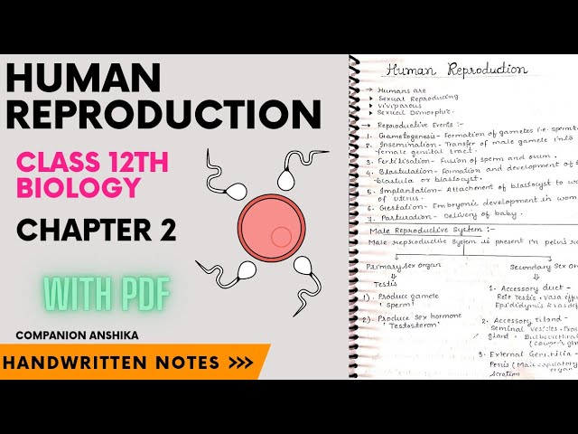 Human Reproduction || Class 12th || Biology || Chapter 2 || Handwritten notes with PDF