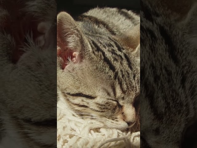 Kitty Purr 🐱 #cat #relaxing #purringsoundsforsleep