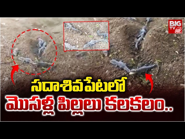 Baby Crocodiles Spotted in Sadashivapet | Residents Left Shocked | BIG TV Telugu Digital