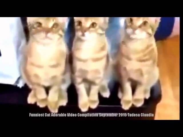Funny Cats Epic Jump fail-Funny Cats Ellen- Funny Cats Guilty