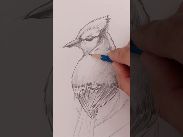Beginner Pencil Drawing: How to Sketch a Blue Jay