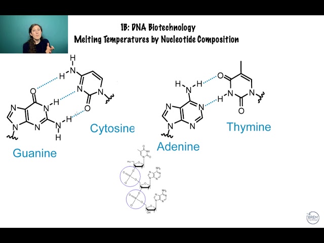 1B Melting Temperatures of DNA: MCAT Style Questions